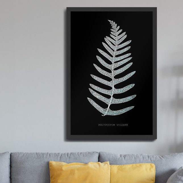Orrbregne - Polypodyum Vulgare - Röntgenstrålning  Poster (Skapare uppladdad)