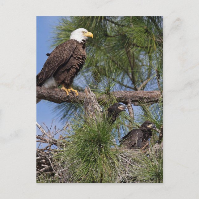 Orsak 6 E10, E11 och Harriet-vykort Vykort (Framsida)