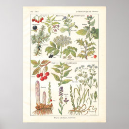 Örter för medicinalväxter Diuretika i Fransk Poster