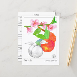Örtextist Peaches Materia Medica Botanisk Kort