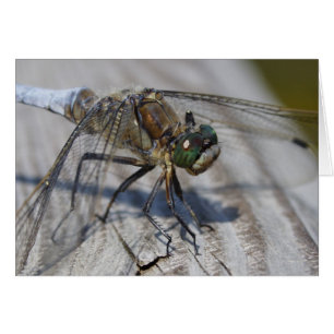 Orthetrum revatum hälsningskort