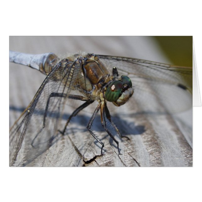 Orthetrum revatum hälsningskort (Framsidan Horizontal)