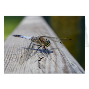 Orthetrum revatum hälsningskort