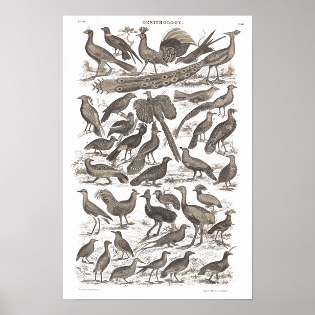 Ortinologiskt artens antikemiska tryck (Framsidan)