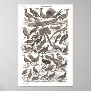 Ortinologiskt artens antikemiska tryck