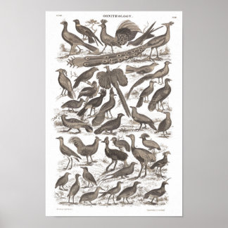 Ortinologiskt artens antikemiska tryck