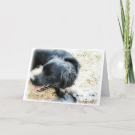 Orton Smokey och Matte Kort