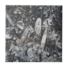 Ortoseras och goniatitfossila bränslen kakelplatta