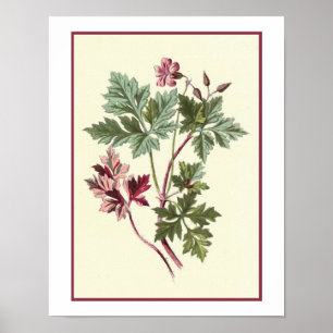"ÖrtRobert" botanisk illustration Poster