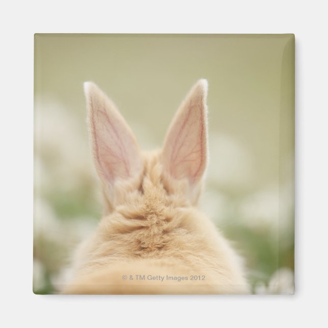 Oryctolagus cuniculus 2 magnet (Framsidan)