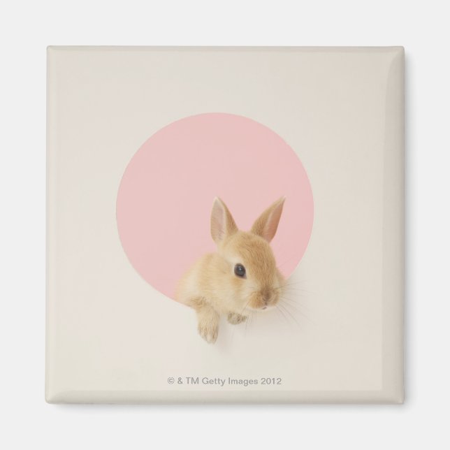 Oryctolagus cuniculus 3 magnet (Framsidan)
