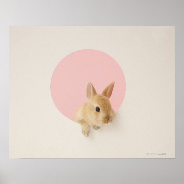 Oryctolagus cuniculus 3 poster (Framsidan)