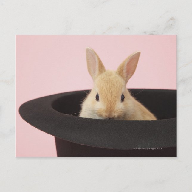 Oryctolagus cuniculus vykort (Framsida)