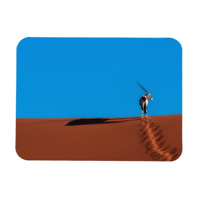 Oryx Antelope vid Namib-öknen Magnet (Horisontell)