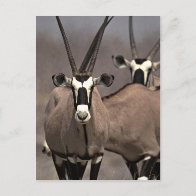 Oryx antelope vykort (Framsida)