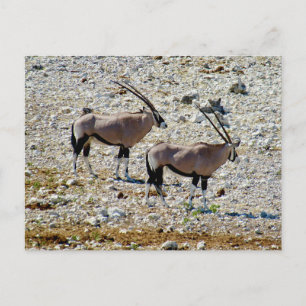 oryx etosha vykort