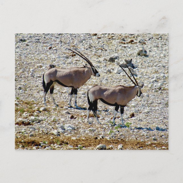 oryx etosha vykort (Framsida)