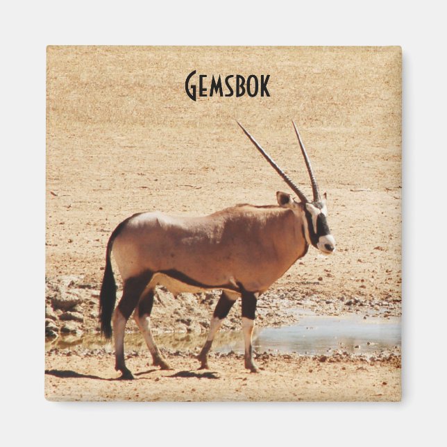 Oryx Gazella Kgalagadi Afrika Magnet (Framsidan)