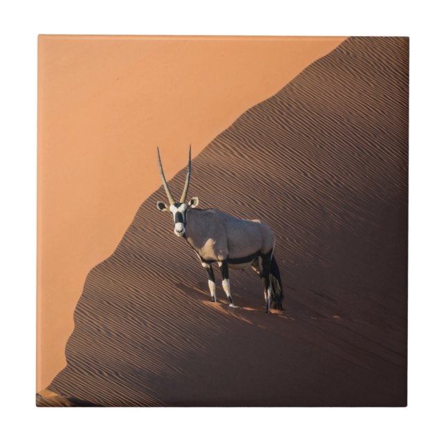 Oryx på kant, Namibia Kakelplatta (Framsidan)