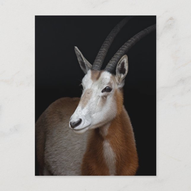 Oryx vykort (Framsida)