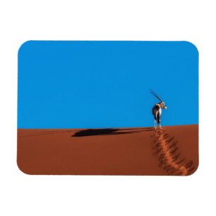 Oryxantilopantilop på den Namib öknen Magnet