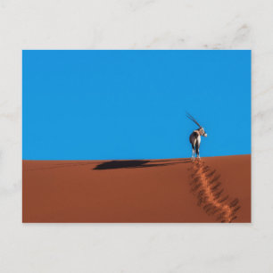 Oryxantilopantilop på den Namib öknen Vykort