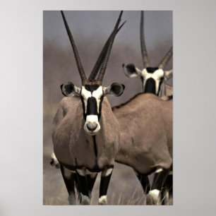 Oryxantilopantilop Poster