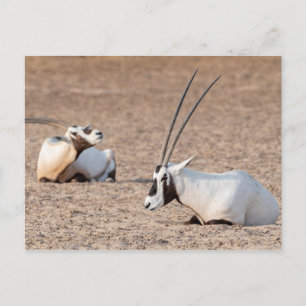 Oryxer i öknen vykort