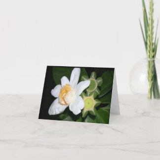 OSA: Gustavia brachycarpa Kort