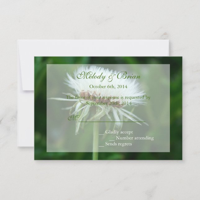 OSA kort av fluffelvitt växthöns (Framsida)