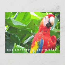 Osa Peninsula Scarlet Macaw Costa Rica vykort