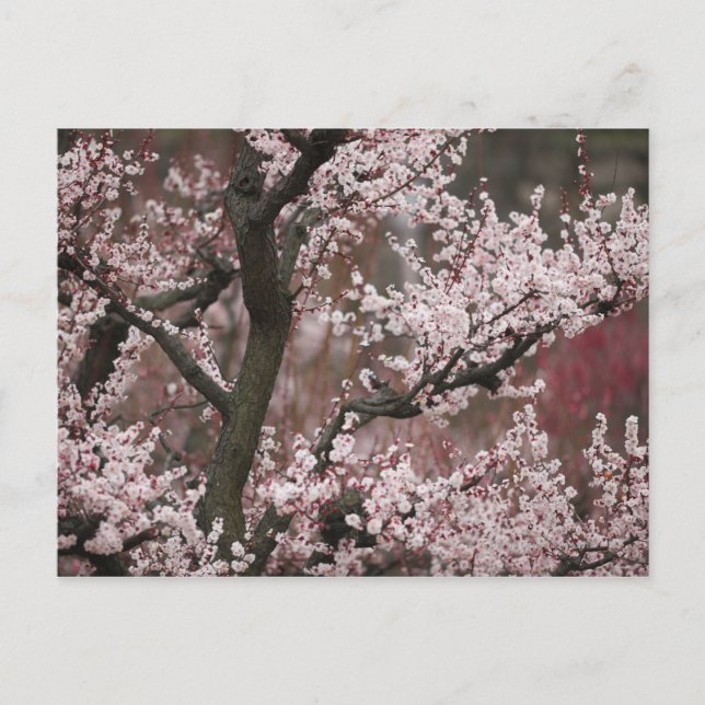 Osaka, Japan Vykort (Framsida)