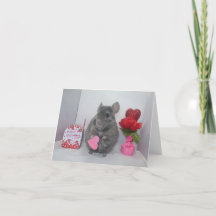 Osäker chinchilla valentine