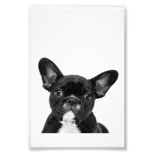 Osäker Hund Black Fransk Bulldog Ansikte Fototryck