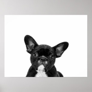 Osäker Hund   Black Fransk Bulldog Ansikte Poster