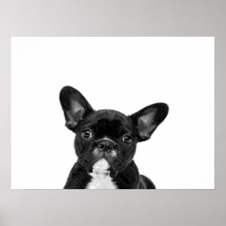 Osäker Hund | Black Fransk Bulldog Ansikte Poster