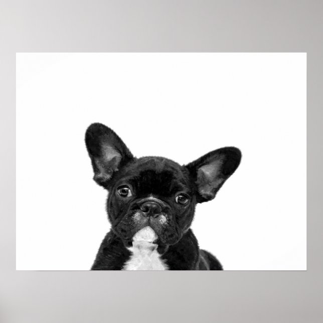 Osäker Hund | Black Fransk Bulldog Ansikte Poster (Framsidan)