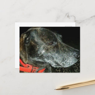 Osäker Hund Vykort