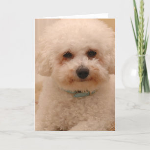 Oscar Bichonen Frise Kort
