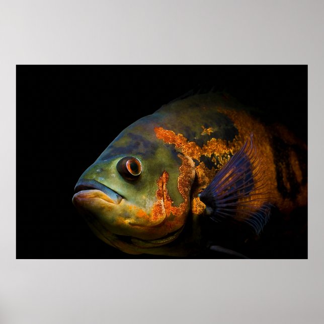 Oscar Fish Astronotus Ocellatus Poster (Framsidan)
