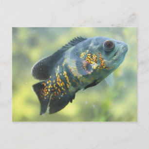 Oscar Fish Vykort