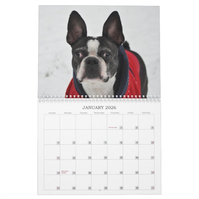 Oscar kalendern för Boston Terrier 2013 Kalender (Jan 2026)