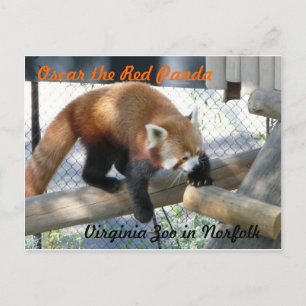 Oscar Red Panda vid Norfolk Zoo Vykort