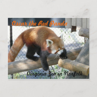 Oscar Red Panda vid Norfolk Zoo Vykort