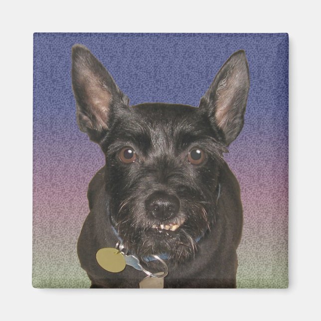 "Oscar" Square Magnet (Framsidan)