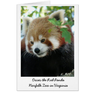 Oscar the Red Panda Hälsningskort