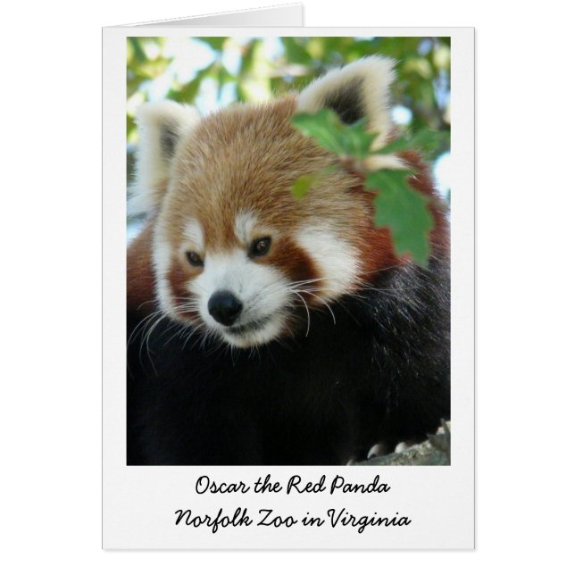 Oscar the Red Panda Hälsningskort (Framsidan)