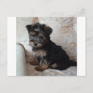 Oscar valp av Yorkshireterrier Vykort