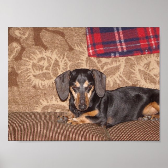 Oscar Wiener Hund Poster (Framsidan)
