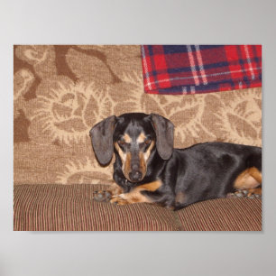 Oscar Wienerhund Poster